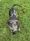 adoptable Dog in  named Accardo