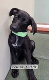 adoptable Dog in  named Cellini