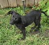 adoptable Dog in  named Cellini