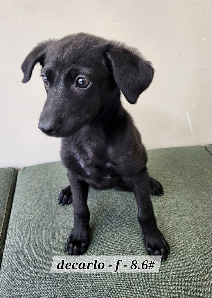 adoptable Dog in Hillside, IL named DeCarlo