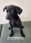 adoptable Dog in  named DeCarlo
