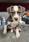 adoptable Dog in  named Ellie 25