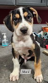 adoptable Dog in  named Max 25