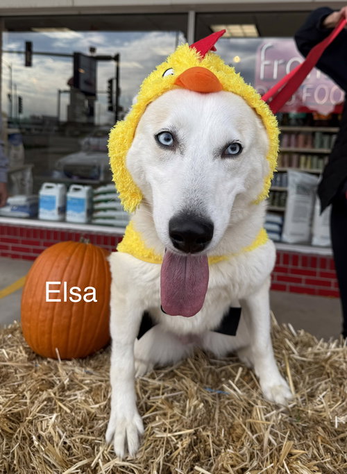 picture of the dog needing adoption