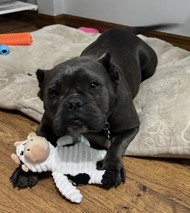 picture of the dog needing adoption