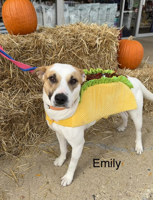 picture of the dog needing adoption