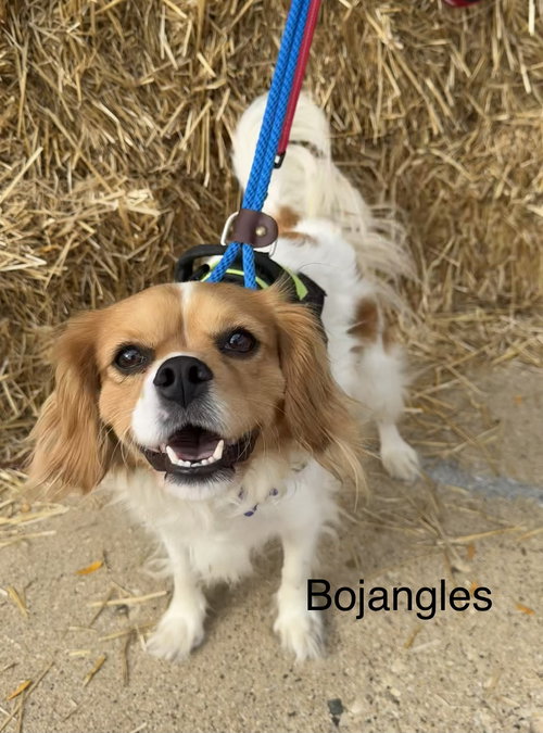 picture of the dog needing adoption