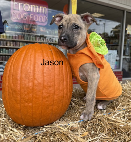 picture of the dog needing adoption