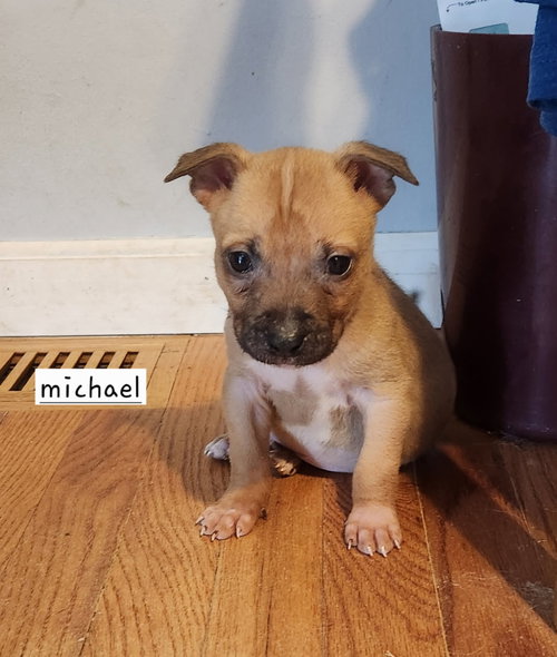 picture of the dog needing adoption