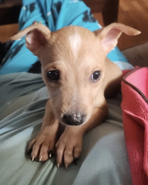 picture of the dog needing adoption
