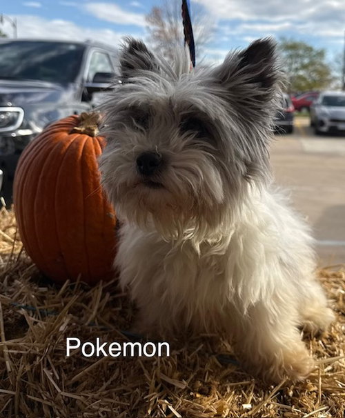 picture of the dog needing adoption