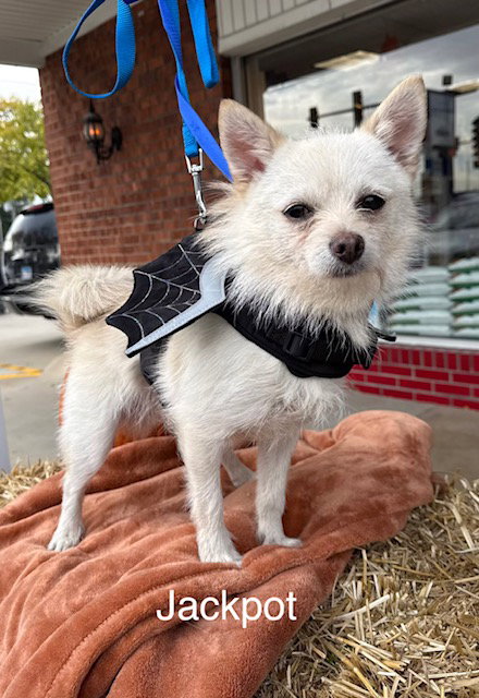 picture of the dog needing adoption