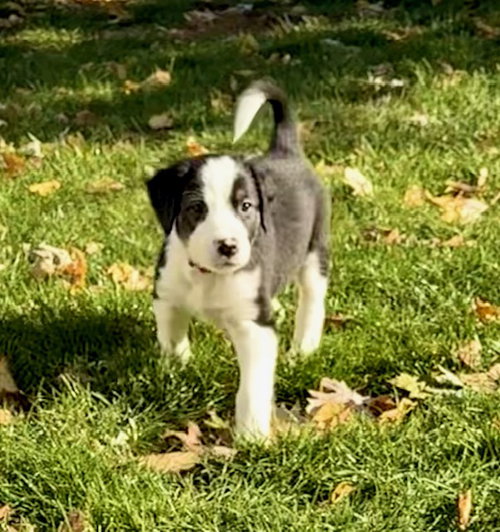 picture of the dog needing adoption