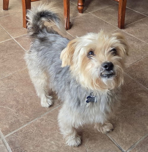 picture of the dog needing adoption