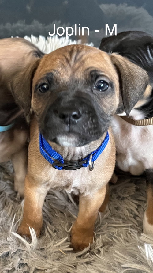 picture of the dog needing adoption