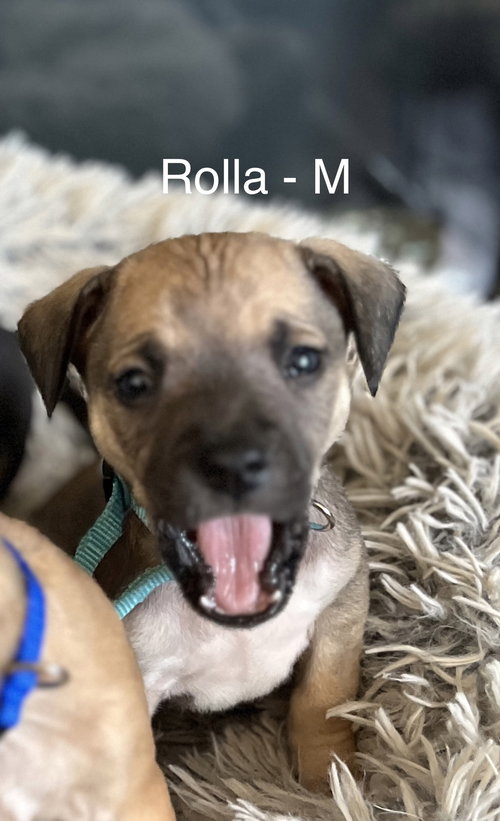 picture of the dog needing adoption