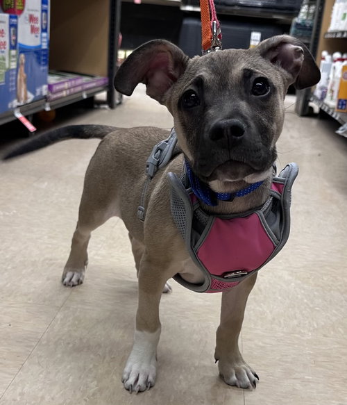 picture of the dog needing adoption