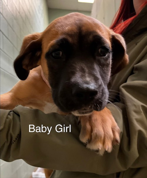 picture of the dog needing adoption