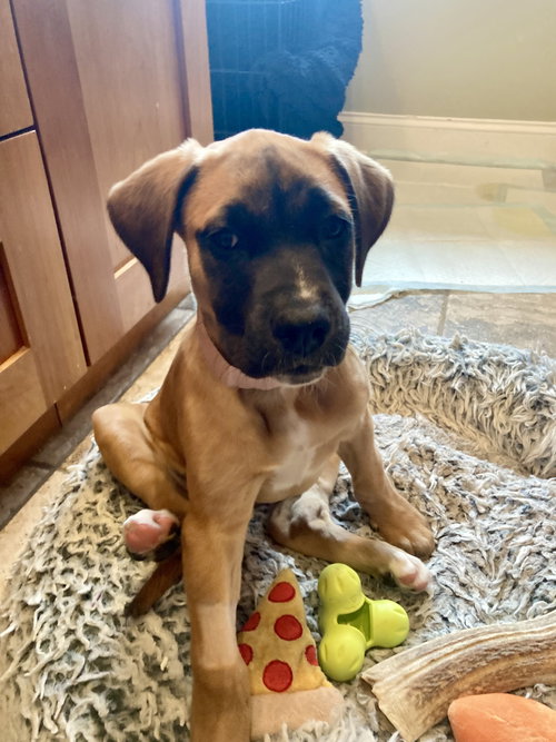 picture of the dog needing adoption