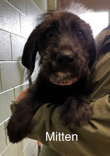 picture of the dog needing adoption