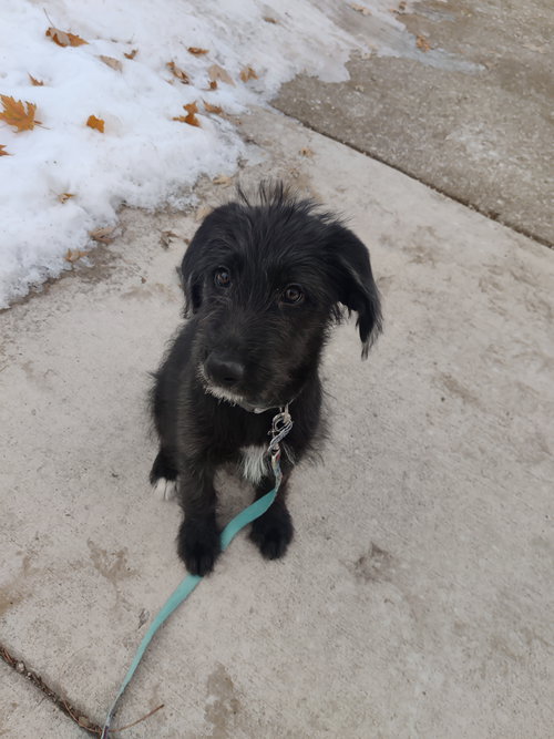 picture of the dog needing adoption