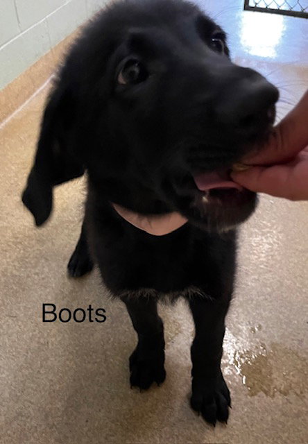 picture of the dog needing adoption