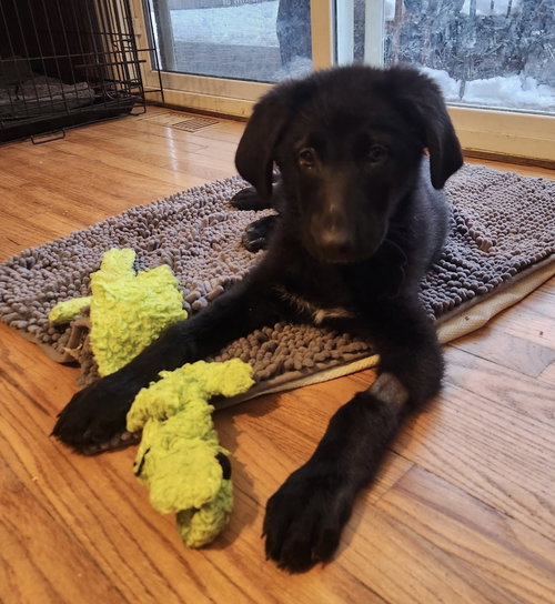 picture of the dog needing adoption
