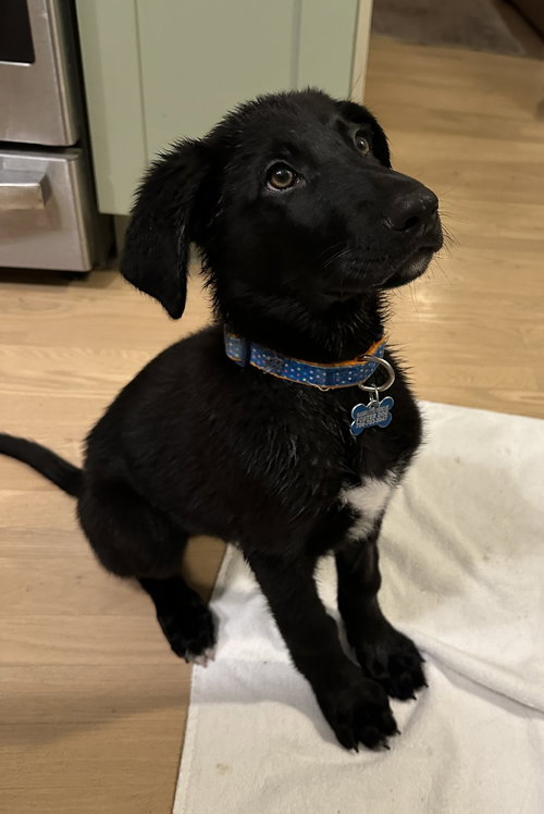 picture of the dog needing adoption