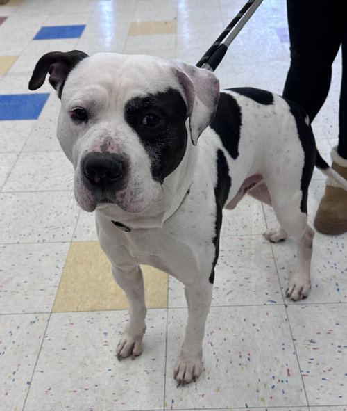 picture of the dog needing adoption