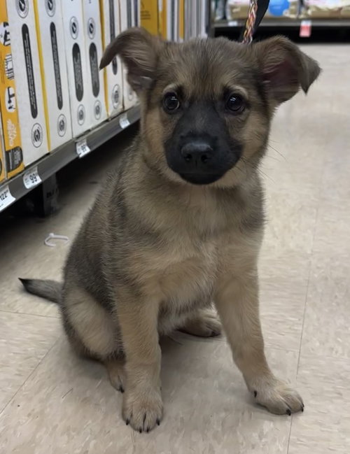 picture of the dog needing adoption