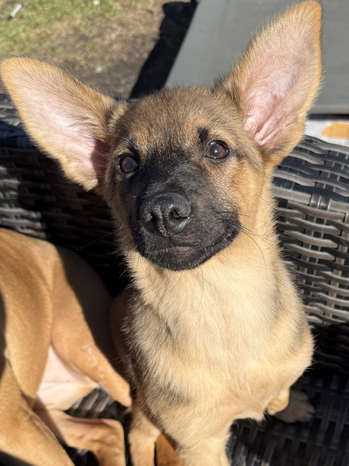 picture of the dog needing adoption
