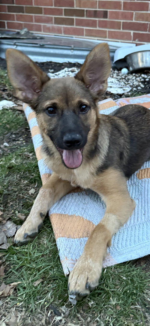 picture of the dog needing adoption