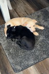Snoopy - Photo 6