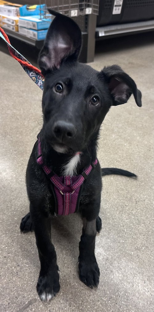 SNOOPY - Shepherd / Labrador Retriever available for adoption