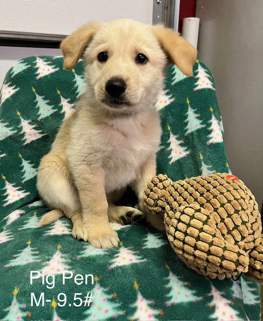 Pig Pen