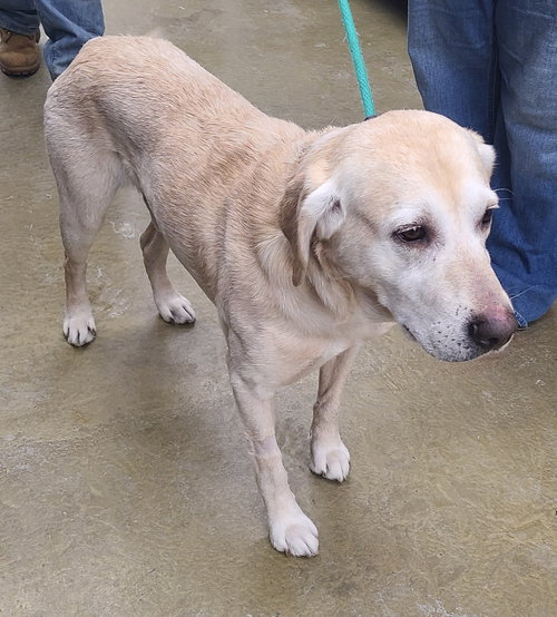 picture of the dog needing adoption