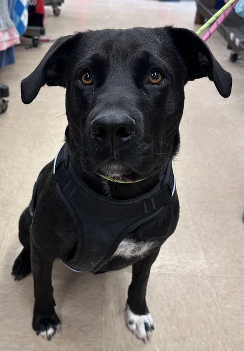 picture of the dog needing adoption