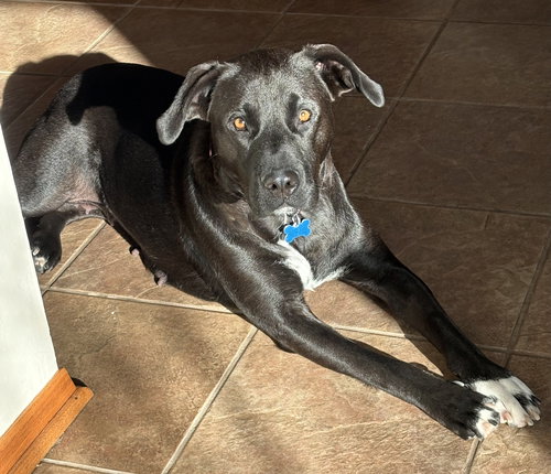 AUTUMN 26 - Labrador Retriever available for adoption