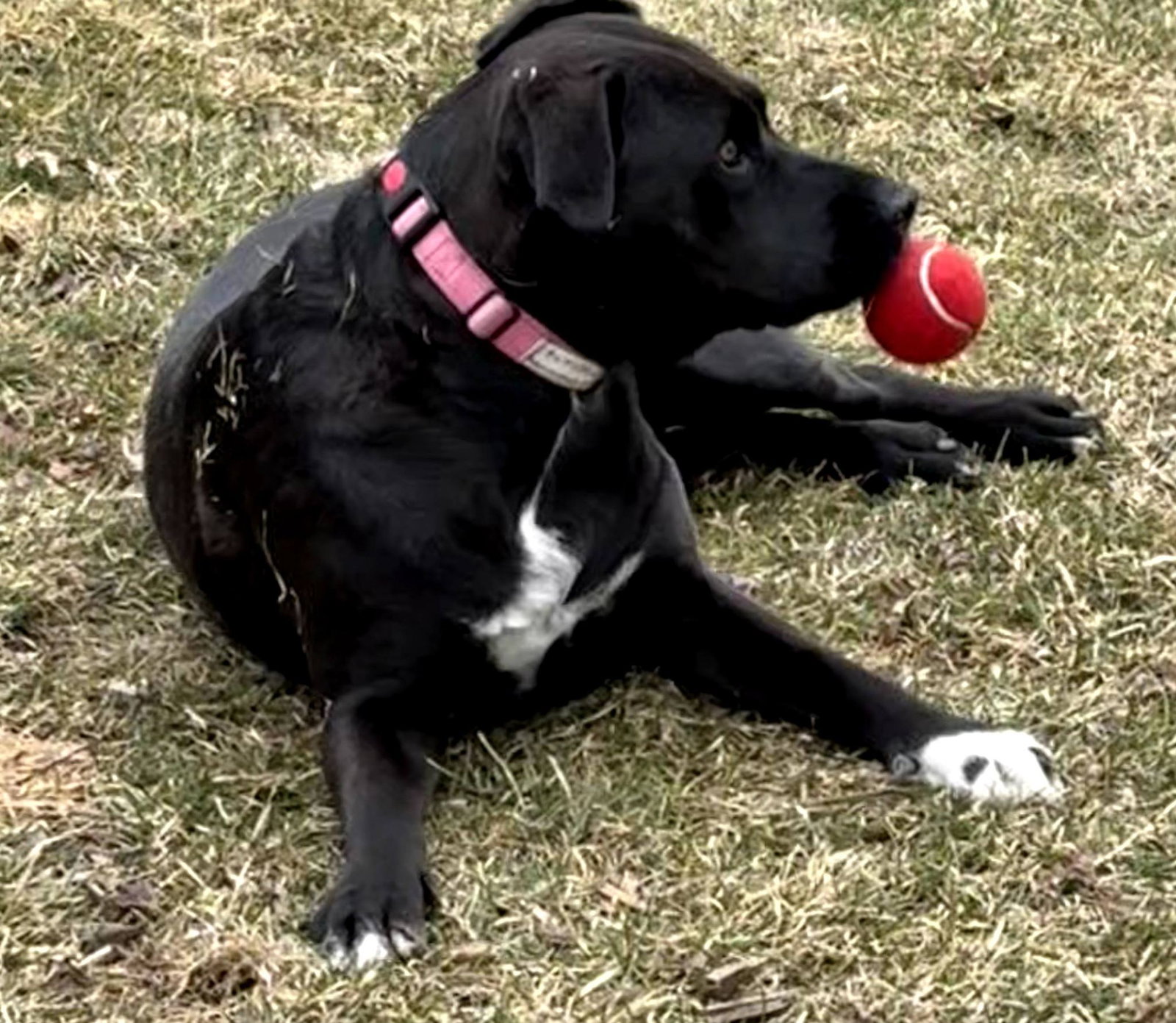 Autumn 26 - Foster to Adopt Available!