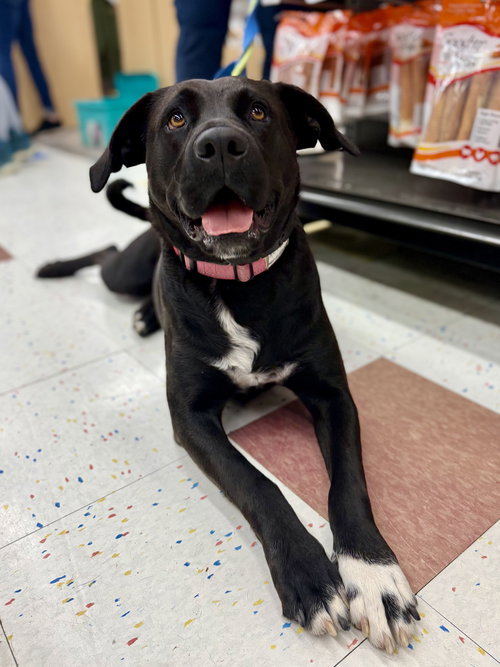 picture of the dog needing adoption