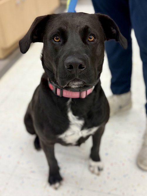 AUTUMN 26 - Labrador Retriever available for adoption
