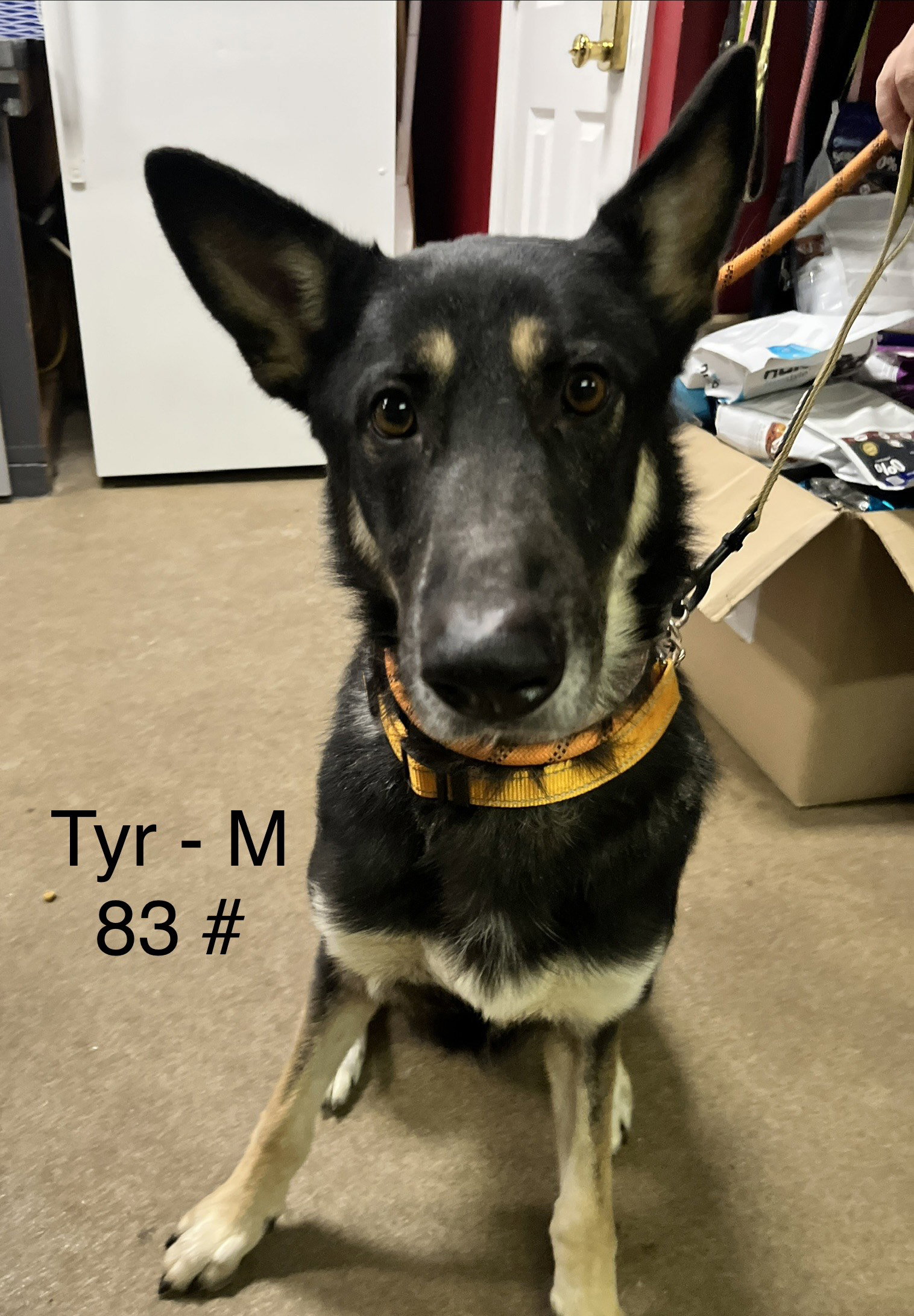 Tyr