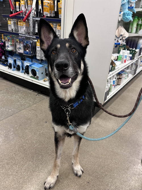 TYR - German Shepherd Dog available for adoption