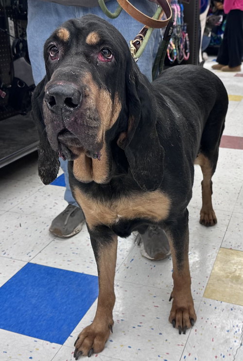 picture of the dog needing adoption