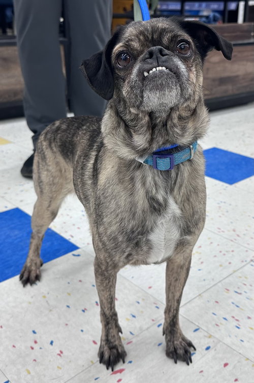picture of the dog needing adoption