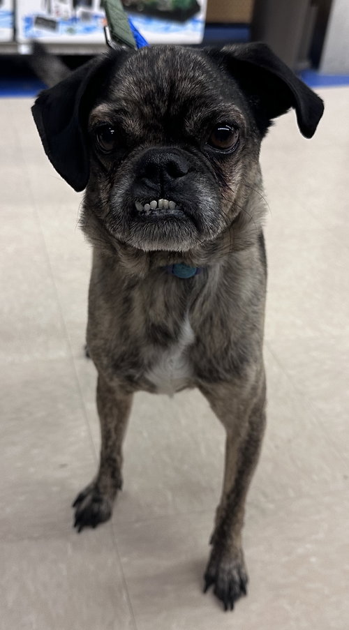 picture of the dog needing adoption