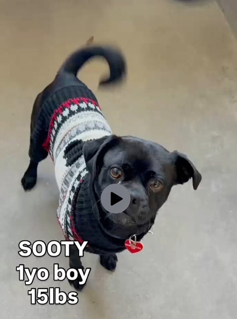 Sooty CA