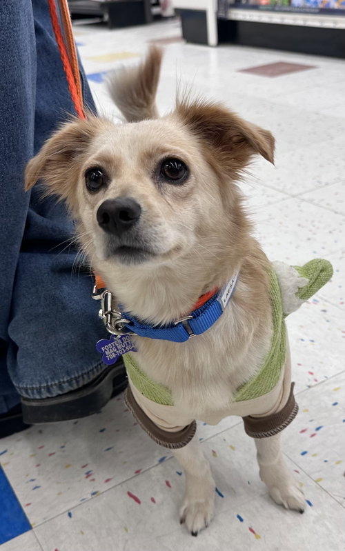 picture of the dog needing adoption