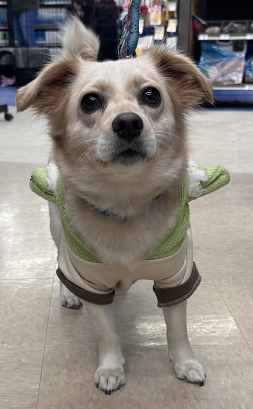 picture of the dog needing adoption