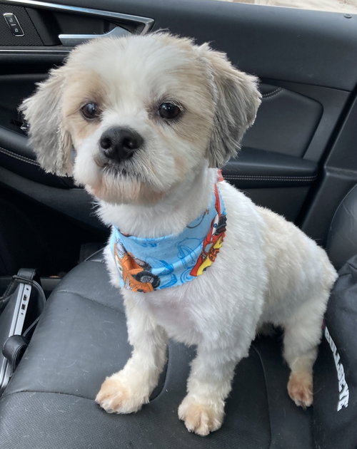 picture of the dog needing adoption